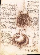 LEONARDO da Vinci Anatomical drawing of the stomach and the intestine oil painting